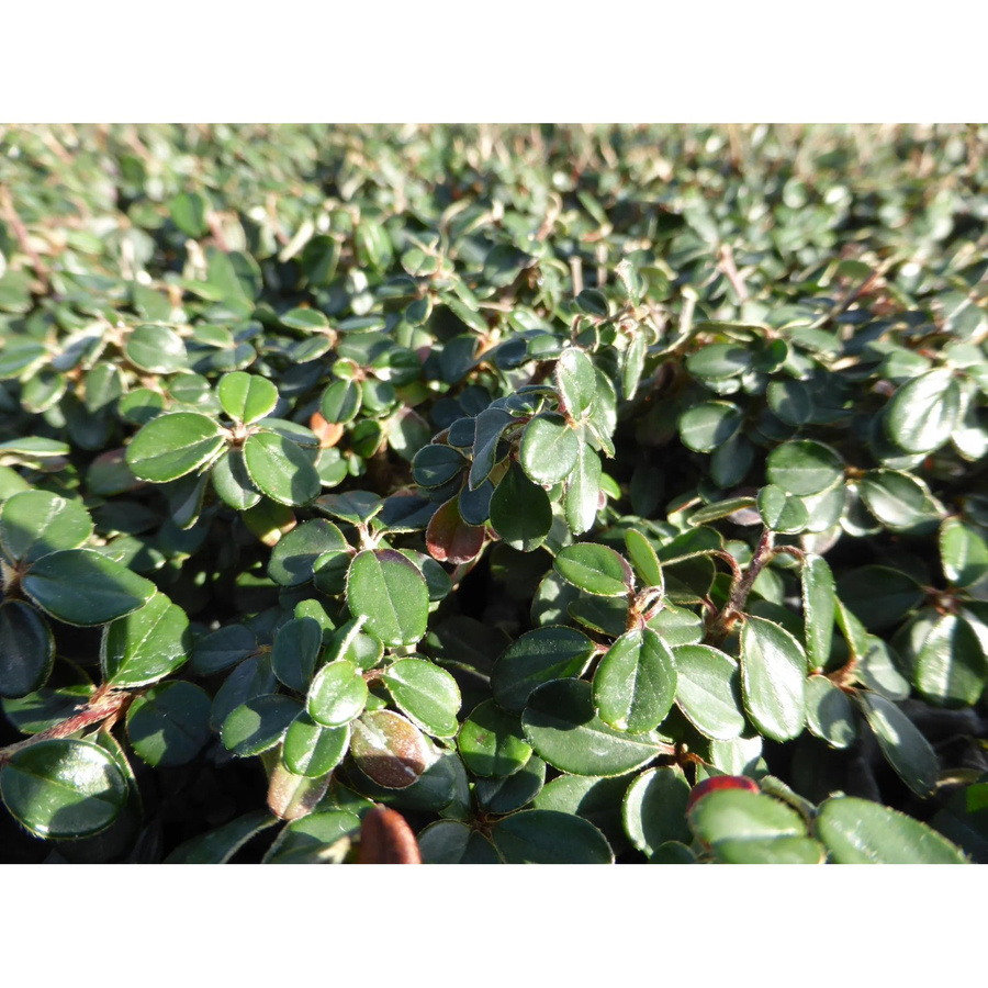 Cotoneaster microphyllus Helix Zwergmispel als Topfpflanze für Garten und Grab - Bild 2
