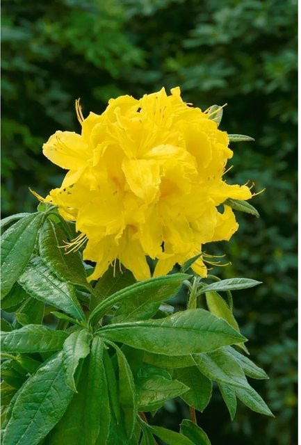 Rhododendron Luteum Goldstück Gelb, Zierstrauch, Höhe: 40–50 cm - Bild 1