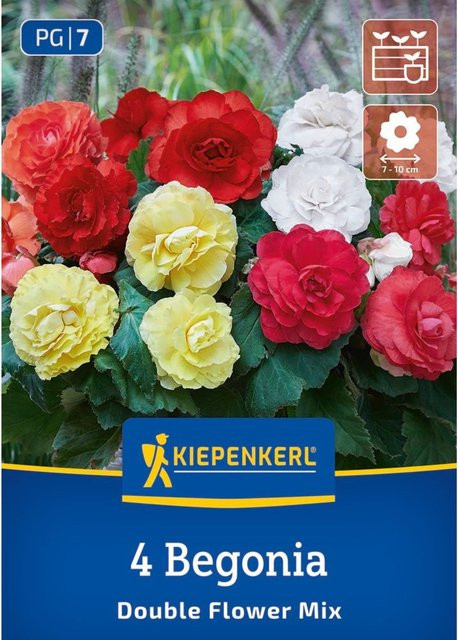 Kiepenkerl Knollenbegonie Gefüllte Mischung, 4 bunte Zwiebeln - Bild 1