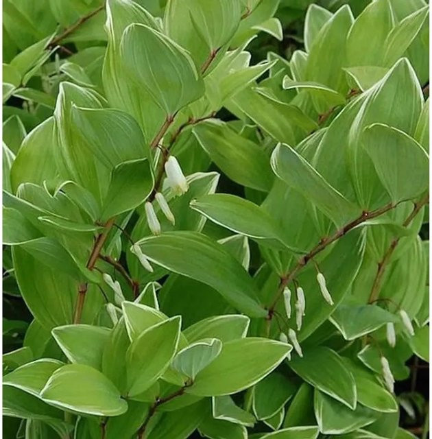 Salomonspiegel Variegatum Polygonatum falcatum - Mehrjährige Pflanze in Weiß und Grün für Naturgärten - Bild 1