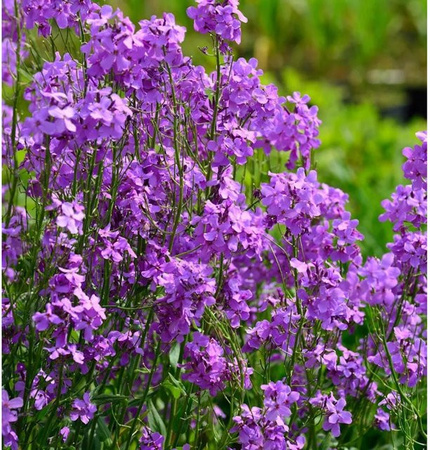 Nachtviole Hesperis matronalis als mehrjährige Pflanze in Lila für deinen Garten