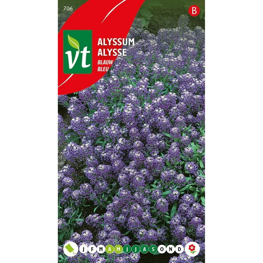 Arborix Steinkraut Samen mit blauen Blüten für Beet und Garten, 0,5 g - Bild 2