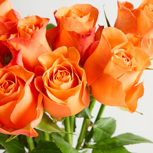 Blume2000 Orange Edelrosen 'Minerva' - Bild 1