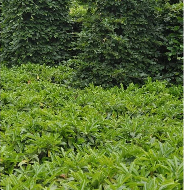 Bodendecker Lorbeerkirsche Mount Vernon Prunus laurocerasus grün - Bild 1