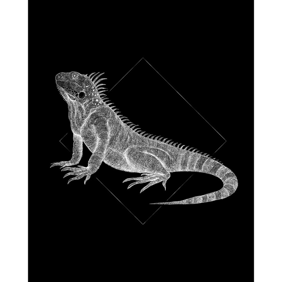 Komar Wandbild Iguana Black Paper Poster, Breite: 40 cm, Höhe: 50 cm - Bild 2