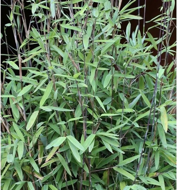 Fargesia nitida Black Pearl Gartenbambus Schwarz, Höhe: 125-150 cm - Bild 1