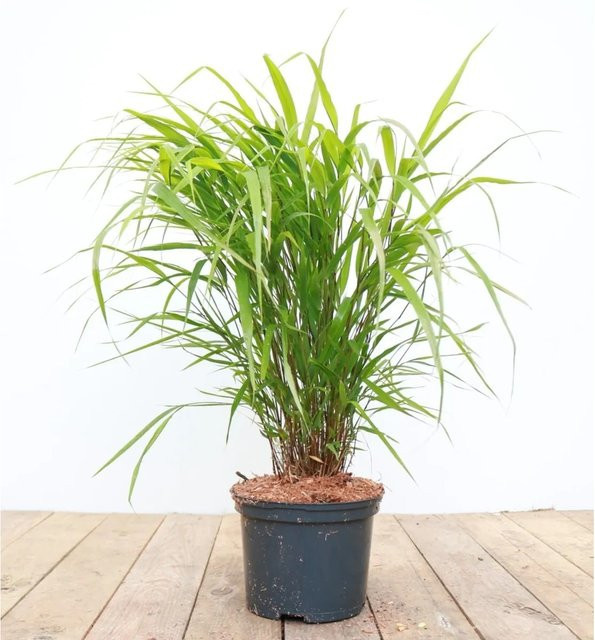 Hakonechloa Macra Japanisches Waldgras, grün-gelb-goldene Zierpflanze für den Garten, 2 Liter Container - Bild 1