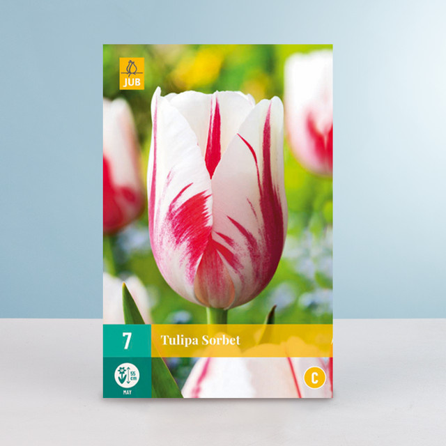 Tulpenzwiebeln Sorbet Einfache Späte Tulpe von BLUME2000 mit 7 Stück für Balkon und Terrasse - Bild 1