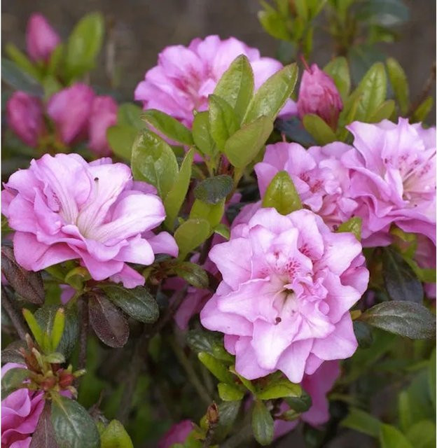 Japanische Azalee Rosinetta Rhododendron obtusum in Pink, Höhe: 50-60 cm - Bild 1