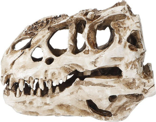 mfySpace Dinosaurier-Schädel aus Harz als Deko-Ornament für Halloween und Sammler, B/T/H: 15 x 15 x 8 cm - Bild 1