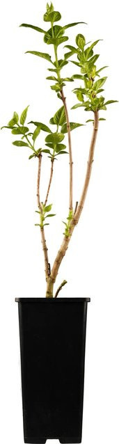 OBI Edelflieder Syringa vulgaris Katharine Havemeyer Rosa, pflegeleichter Strauch, Höhe: 50 - 60 cm - Bild 1