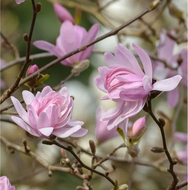 Kleine Sternmagnolie Georg Henry Kern Magnolia stellata als Hochstamm von Nr-01.de, Höhe: 80-100 cm - Bild 1