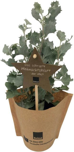 Bio Silberzausel - Bild 1
