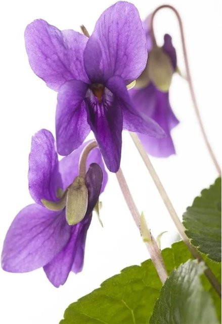 Viola Odorata Königin Charlotte Duftveilchen lila mehrjährige Pflanze im Topf - Bild 1