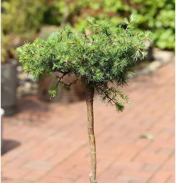 Europäische Lärche Puli Hochstamm Larix decidua von Nr-01.de, Höhe: 80-100 cm - Bild 1