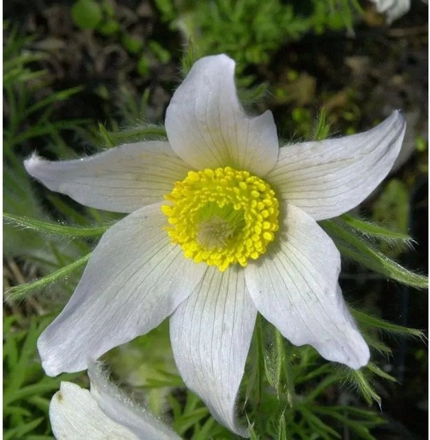 Küchenschelle Weißer Schwan Pulsatilla vulgaris weiße Gartenpflanze im Topf - Bild 1