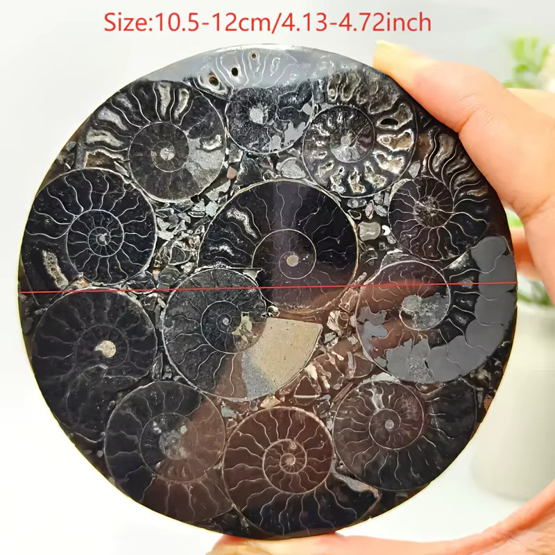 Künstliche Ammoniten-Fossilplatte von CrystalHola in Gelb und Schwarz, runde Dekoration aus Stein, Durchmesser: 11,0 cm - Bild 4