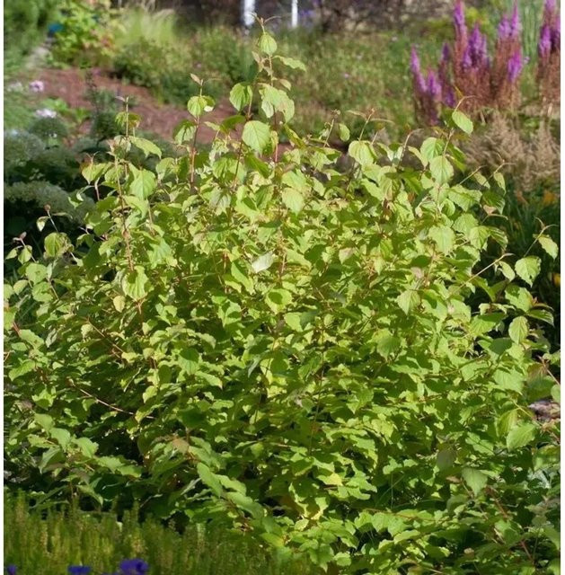 Hartriegel Wintersun Cornus alba Strauch in Weiß, Rot und Grün, Höhe: 30-40 cm - Bild 1