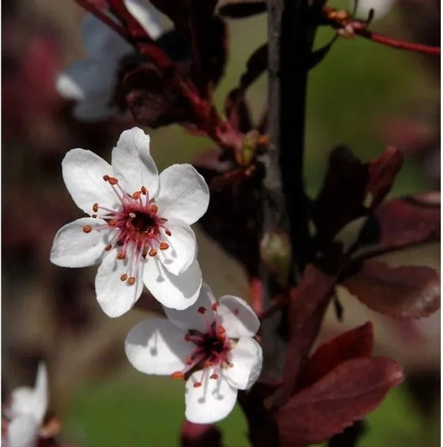 Zwergblutpflaume Prunus cistena als Zierstrauch mit rosa und weißen Blüten, Höhe: 60-80 cm - Bild 1