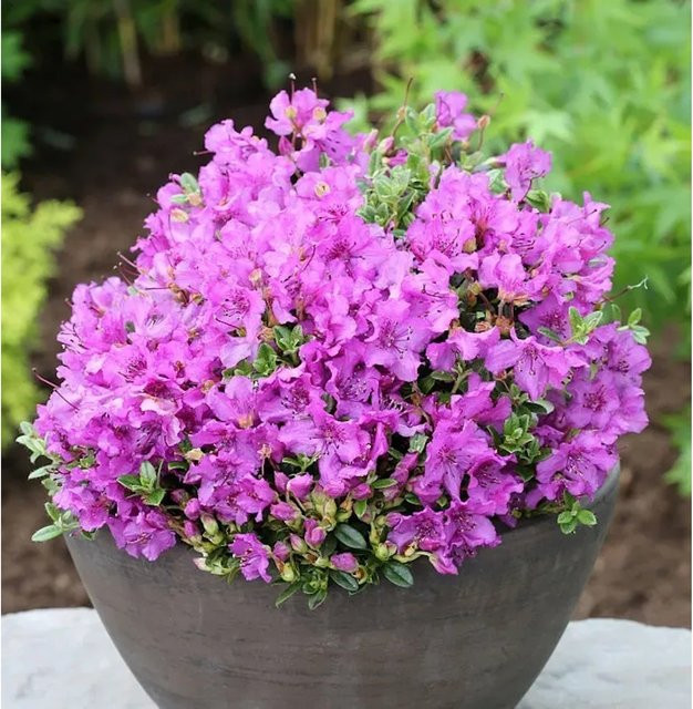 Rhododendron radicans Duftkissen Zwerg Rhododendron, bodendeckend, für Garten, Balkonkästen und Kübelbepflanzung - Bild 1