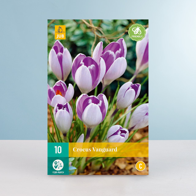 Großblumiger Krokus Vanguard von BLUME2000 mit 10 Knollen - Bild 1