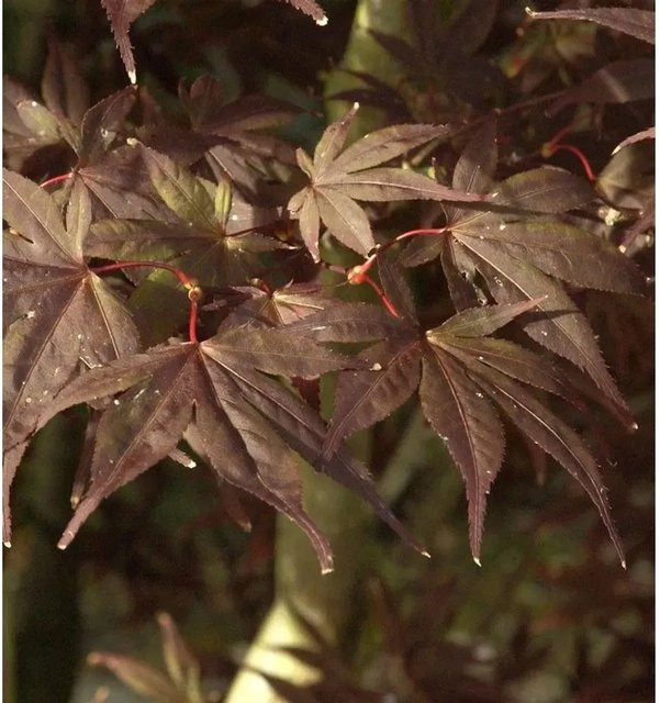 Fächerahorn Shojo Nurmura Acer palmatum rot, Höhe: 40-60 cm - Bild 1