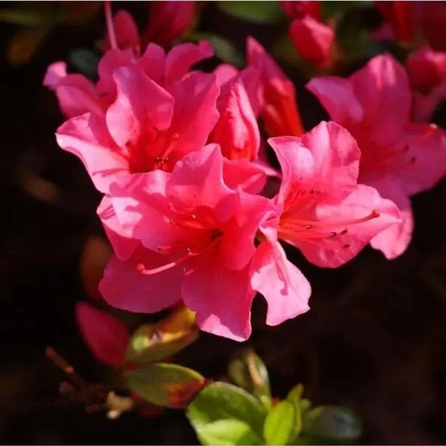 Japanische Azalee Geisha Red Rhododendron obtusum in Rot, Topfpflanze, 20-25 cm - Bild 1