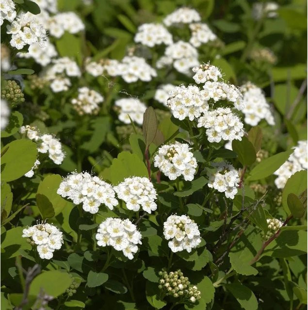 Birkenblättrige Spiere Spiraea betulifolia Zierstrauch von Nr-01.de - Bild 1
