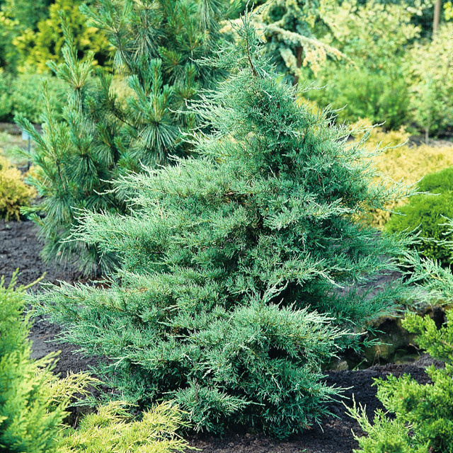 Wacholder Glauca Juniperus von BLUME2000 pflegeleichte Zierpflanze für deinen Garten - Bild 1