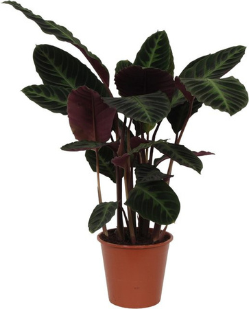 GROW by OBI Calathea Warcewiczii Zimmerpflanze, Höhe: 75 - 85 cm, Topf-Ø: 19 cm