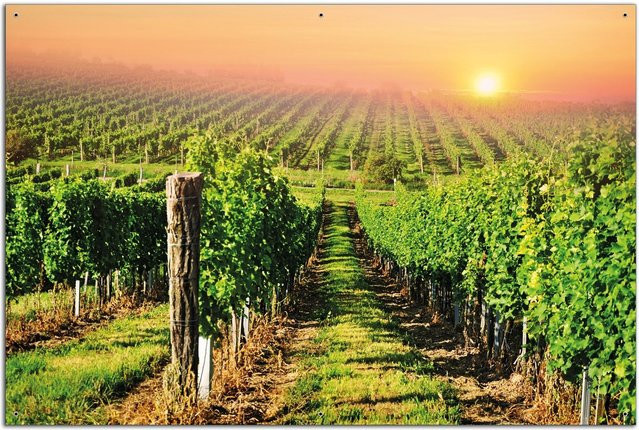 Wallario Gartenposter Weinberg mit untergehender Sonne, Mehrfarbig, B: 80 cm, H: 120 cm - Bild 1