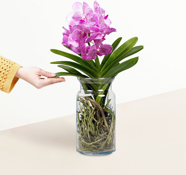 Vanda Orchidee Queen of Hearts in lila von BLUME2000 im Glas - Bild 1