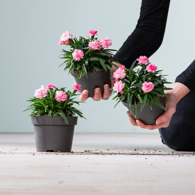 Winterharte Nelke Dianthus I Love You von BLUME2000, 3 Stück - Bild 1