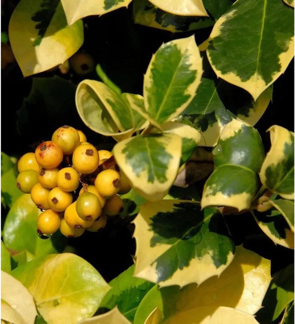 Gelbbunte Stechpalme Ilex Golden van Tol als Hochstamm von Nr-01.de, 80-100 cm - Bild 1