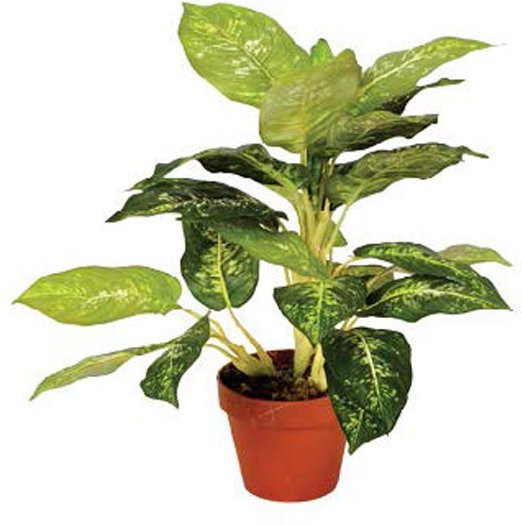 Intergard Kunstpflanze Calathea Luisae in Grün, Höhe: 50 cm - Bild 1