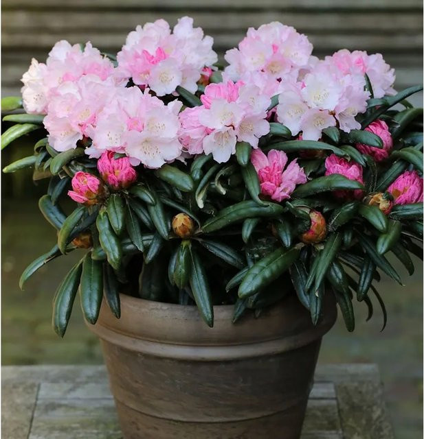 INKARHO Rhododendron Makiyak Alpenrose in Pink, Topfpflanze 15-20 cm - Bild 1