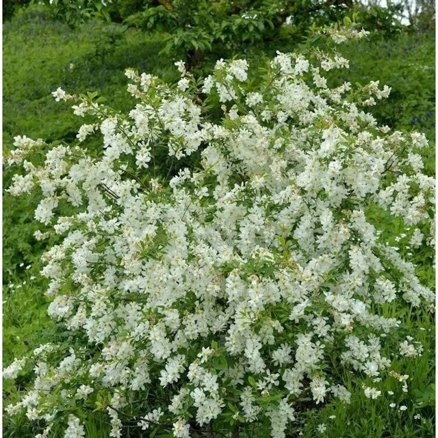 Exochorda racemosa Prunkspiere Blushing Pearl Hochstamm, weiße Blüten, Höhe: 100-125 cm - Bild 1