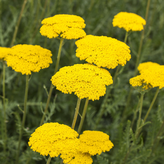 BIO Schafgarbe Filipendulina Achillea von BLUME2000, 3 Stück - Bild 1