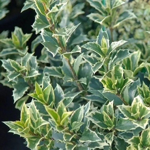 Osmanthus heterophyllus Variegatus Herbstduftblüte von Die Nr-01.de, grün-weiß, Höhe: 40-50 cm - Bild 1