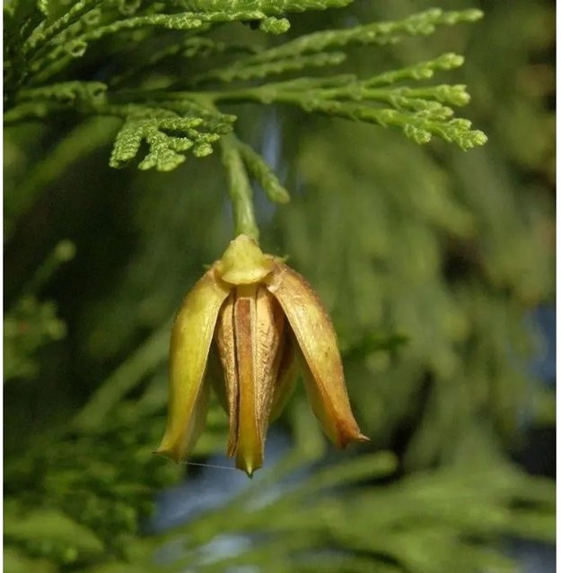 Calocedrus decurrens Weihrauchzeder von Nr-01.de, grüner Nadelbaum für den Garten, Höhe: 80-100 cm - Bild 1