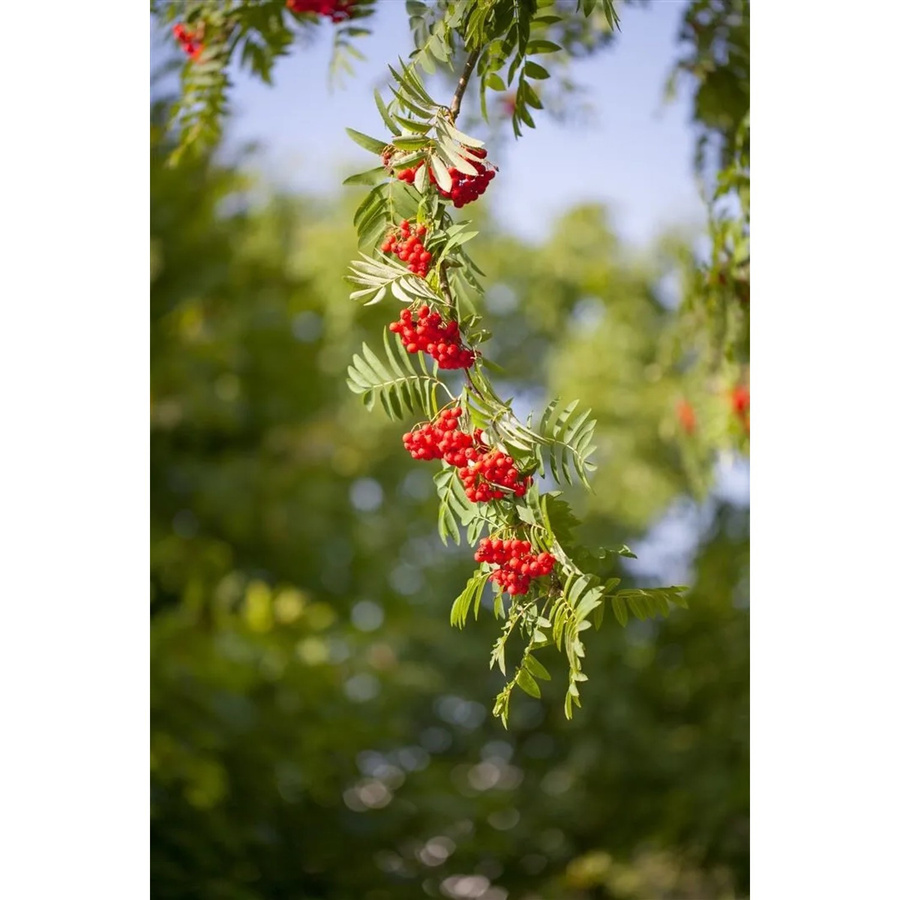 Sorbus Aucuparia Vogelbeere robuste und winterharte Zierpflanze für den Garten - Bild 2