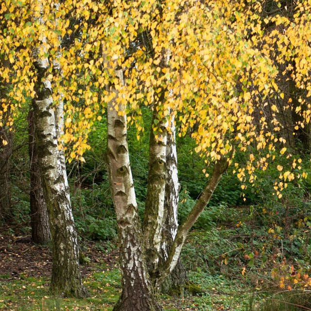 BIO Hängebirke Kwekerij Koperwiek als Zierbaum für den Garten - Bild 1