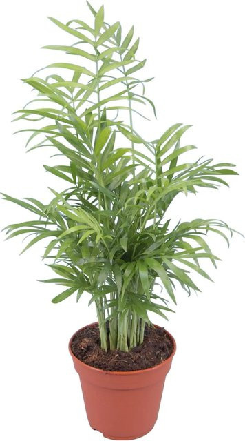 GROW by OBI Chamaedorea Elegans Bergpalme Zimmerpflanze im Topf Ø 12 cm - Bild 1