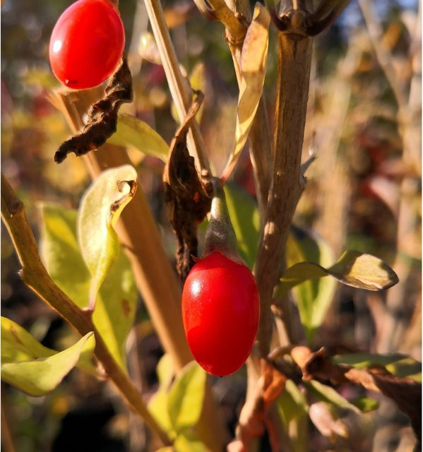 Lifeberry Goji Strauch Lycium barbarum mit roten Früchten, Höhe: 60 - 80 cm - Bild 1