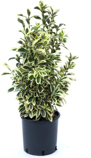 GROW by OBI Japanischer Spindelstrauch Euonymus japonicus, 4er-Set, Höhe: ca. 55 cm - Bild 1