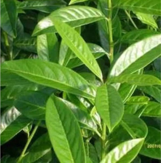 Kirschlorbeer Genolia Prunus laurocerasus als grüne Heckenpflanze für deinen Garten, Höhe: 40-60 cm - Bild 1