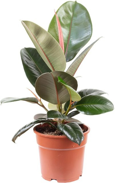 Value Greens Gummibaum Ficus Elastica Robusta Grün, Höhe: 45 cm, Topf-Durchmesser: 17 cm - Bild 1