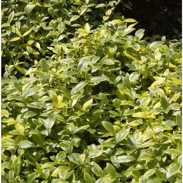 10x Kleinblättriges Immergrün Vinca minor Argenteomarginata für den Garten, grün - Bild 1