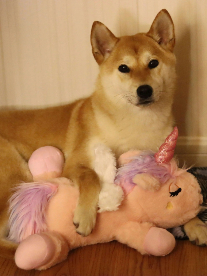 fuled Einhorn-Plüsch-Hundespielzeug, mit Herzschlaggeräusch - Bild 2