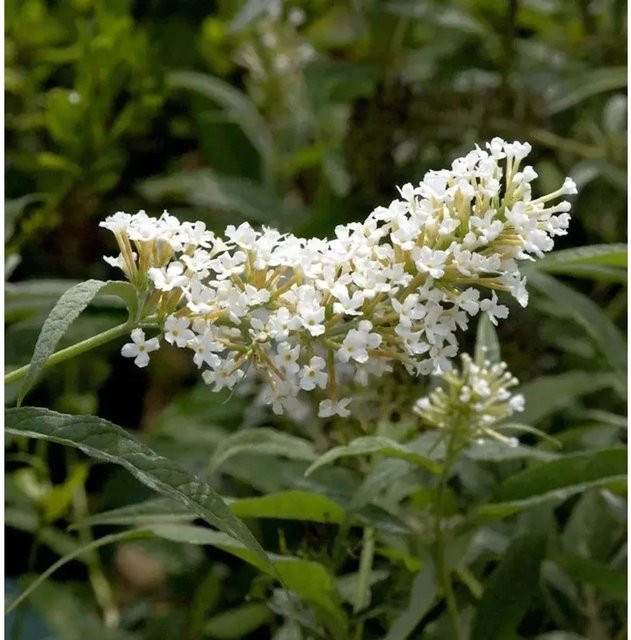 Buddleja davidii Sommerflieder Miss Pearl in Weiß, Zierstrauch für deinen Garten - Bild 1
